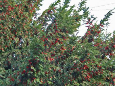 Прикрепленное изображение: 001-1.jpg